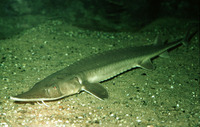 Scaphirhynchus platorynchus, Shovelnose sturgeon: gamefish, aquarium