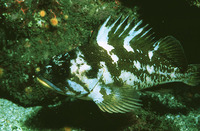 Sebastes carnatus, Gopher rockfish: