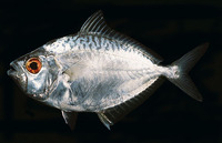 Gazza achlamys, Smalltoothed ponyfish: fisheries