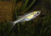Marosatherina ladigesi, Celebes rainbowfish: aquarium
