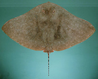 Gymnura poecilura, Longtail butterfly ray: fisheries