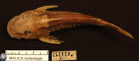 Atopochilus savorgnani, :