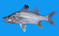 Centropomus unionensis, Union snook: fisheries, gamefish