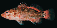 Plectranthias nanus, Bownband perchlet: