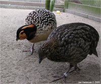 Cabot's Tragopan Tragopan caboti