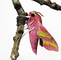 Deilephila porcellus - Small Elephant Hawk-moth