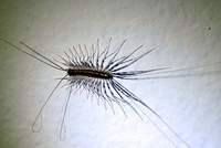 Scutigera coleoptrata - House Centipede