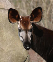 Image of: Okapia johnstoni (okapi)