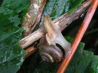Fruticicola fruticum