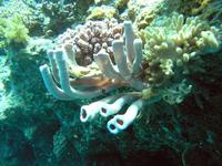 Callyspongia