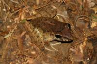 Eleutherodactylus talamancae - Almirante Robber Frog