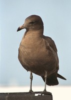 Larus heermanni - Heermann's Gull