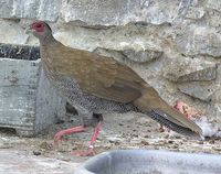 Lophura nycthemera - Silver Pheasant