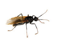 Image of: Camponotus