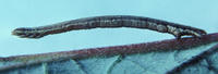 Image of: Geometridae (cankerworms, geometers, and measuringworms)