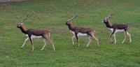 Antilope cervicapra - Blackbuck