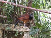 Image of: Crax rubra (great curassow)