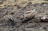 Image of: Gyps himalayensis (Himalayan griffon)