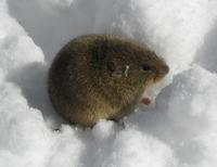 Microtus arvalis - Common Vole