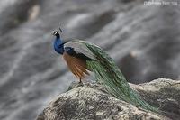 Image of: Pavo cristatus (Indian peafowl)