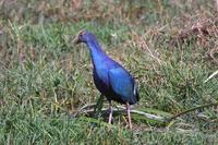 Image of: Porphyrio porphyrio (purple swamphen)