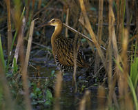 Image of: Rallus elegans (king rail)