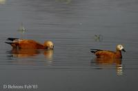 Image of: Tadorna ferruginea (ruddy shelduck)