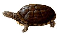 Image of: Pelusios subniger (East African black mud turtle)