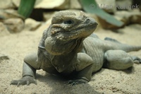 Cyclura cornuta - Horned Ground Iguana