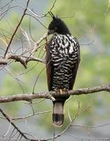 Blyth's Hawk Eagle - Spizaetus alboniger