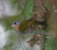 Rufous-throated White-eye - Madanga ruficollis