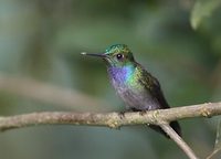 Blue-chested Hummingbird (Amazilia amabilis) photo