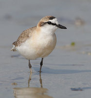 White-fronted Plover (Charadrius marginatus) photo