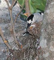 Hook-billed Vanga (Vanga curvirostris) photo