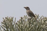 Littoral Rock-Thrush (Pseudocossyphus imerinus) photo