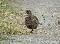 Gray Partridge - Perdix perdix