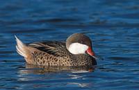 White-cheeked (Bahama) Pintail (Anas bahamensis) photo