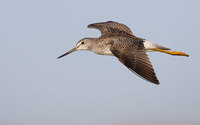 Greater Yellowlegs (Tringa melanoleuca) photo