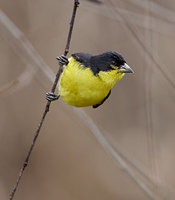 Lesser Goldfinch (Carduelis psaltria) photo