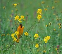 Bullock's Oriole (Icterus bullockii) photo