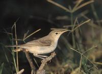 Eastern Olivaceous Warbler (Hippolais pallida) photo