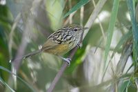 Long-tailed Antbird (Drymophila caudata) photo