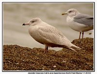 Glaucous Gull - Larus hyperboreus