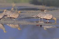 Chestnut-bellied Sandgrouse - Pterocles exustus