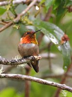 Scintillant Hummingbird - Selasphorus scintilla