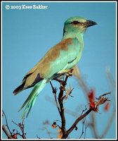 European Roller - Coracias garrulus