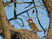 Golden-tailed Woodpecker - Campethera abingoni