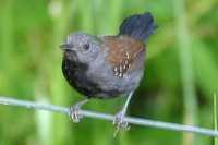 Black-throated Antbird - Myrmeciza atrothorax