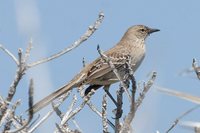 Bahama Mockingbird - Mimus gundlachii