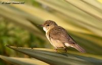 Blyth's Reed-Warbler - Acrocephalus dumetorum